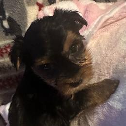 Spot - Black and tan female Yorkshire Terrier puppy in Eden, Maryland from Canines  Unlimited