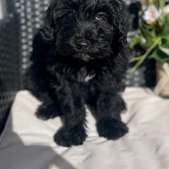 Cavapoo and Whoodle Puppies from Perfect Pawzabilities