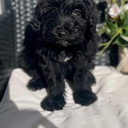Cavapoo and Whoodle Puppies from Perfect Pawzabilities