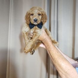 Bernedoodle Puppies from Doodles Divine Michigan