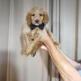 Bernedoodle Puppies from Doodles Divine Michigan