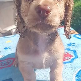 Dachshund Puppies from Nikas Baby Beanz LH Dachshunds