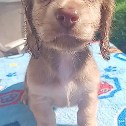 Dachshund Puppies from Nikas Baby Beanz LH Dachshunds