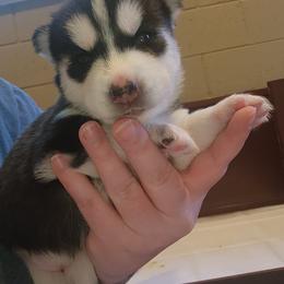 Autumn - Black and white female Siberian Husky puppy in Louisville, Kentucky from Xavier's Home for Gifted Huskies