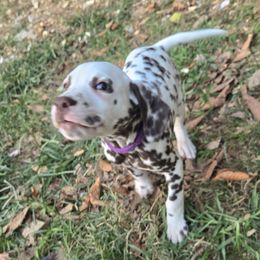 Purple - White and liver brown female Dalmatian puppy in Pulaski, Tennessee from River Valley Forge Dalmatians