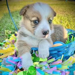 Buzz Aldrin - Red and white male American Corgi puppy in Cocoa, Florida from Cascadian Space Coast Corgis LLC