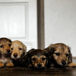 Dachshunds from Sassy Sausage Dogs