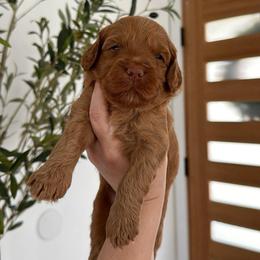 Espresso - Apricot male Goldendoodle puppy in Los Angeles, California from Canary Pawlm Doodles