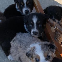 Aussiedoodle and Australian Shepherd Puppies from Wolf Creek Aussies And Aussiedoodles