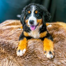 Wonda - Black rust and white female Bernese Mountain Dog puppy in Alabama from Dogwood Creek Bernese