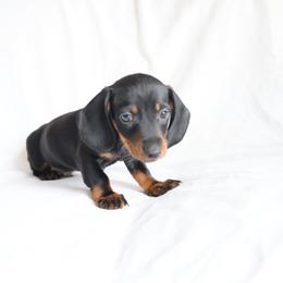 Jack - Black and tan male Dachshund puppy in Fredericksburg, Ohio from William's Dachshunds