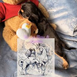 Cavalier King Charles Spaniel and Cavapoo Puppies from Unicorn Tears and Cavaliers
