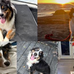 Australian Shepherds from Madeline Lee