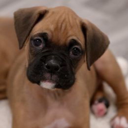 Bexton Wortman - Fawn Boxer puppy in Eagles Mere, Pennsylvania from JaDor Boxers