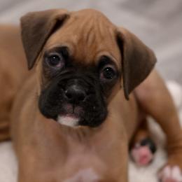 Bexton Wortman - Fawn Boxer puppy in Eagles Mere, Pennsylvania from JaDor Boxers