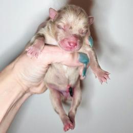 Athos - Merle male Pomsky puppy in Christiana, Tennessee from Smoky Mountain Pomskies