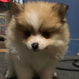 American Corgis and Pomeranians from Circle R Kennels