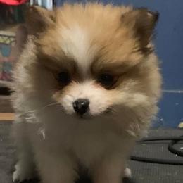 American Corgis and Pomeranians from Circle R Kennels