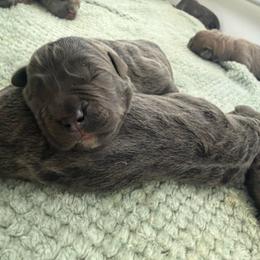 Grey female small white stripe on chest - Gray female Cane Corso puppy in Cherry Valley, California from Liberty Corsos