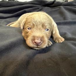 Orange collar - Silver male Dilute Retriever puppy in Valley Center, California from Stunning Silver Bullets Labradors