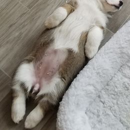 Pembroke Welsh Corgi Puppies from Ranch Hand Corgis