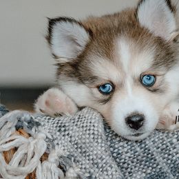 Pomsky puppies from Mini Pomsky Puppies