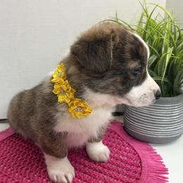 Wren(Brindle, Fluff carrier) - Brindle and white female American Corgi puppy in Scottown, Ohio from Wyndy Ridge Corgis