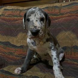 Summer - Merle female Great Dane puppy in Somerset, Ohio from Quarter Creek Danes