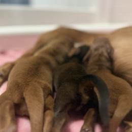 Dachshund puppies from Mini Dachshund Collection