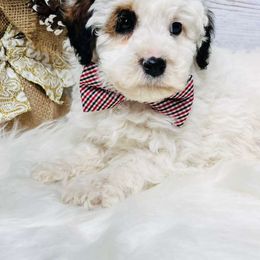 Agate. AKC. Clear - Parti male Poodle puppy in Nixa, Missouri from Family Poodles