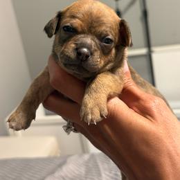 Sully - Chocolate brindled fawn male Chihuahua puppy in High Point, North Carolina from Treasured Chihuahuas