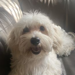 Maltipoo Puppies from Maltipoo_vegas