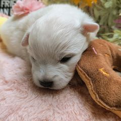 Girl 1 (Smallest) - White female Japanese Spitz puppy in Littleton, Colorado from Japanese Spitz
