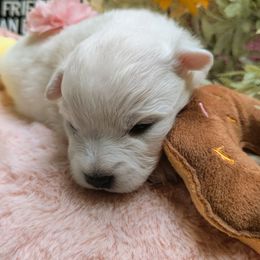 Girl 1 (Smallest) - White female Japanese Spitz puppy in Littleton, Colorado from Japanese Spitz