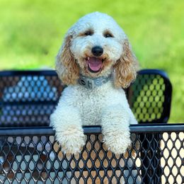 Lilly - Goldendoodle
