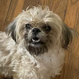 Shih Tzus from Morning Glory Kennels