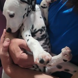 Boy 4 - Dalmatian puppy from Developing Spots