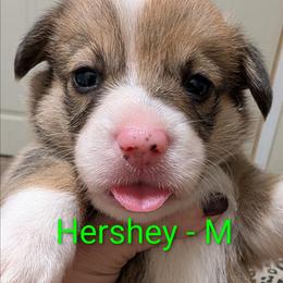 Hershey - Red male Pembroke Welsh Corgi puppy in Berkeley Springs, West Virginia from Hummingbird Farm