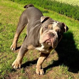Boy - Bulldog