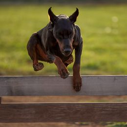 Doberman Pinschers from Doig Dobermans