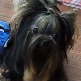Noah - Yorkshire Terrier