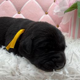 Yellow - Black female Labrador Retriever puppy in Heath Springs, South Carolina from Rich Hill Retrievers