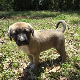 Boy 3- Blue - Fawn male Anatolian Shepherd Dog puppy in La Grange, Georgia from Florida Anatolian Shepherds
