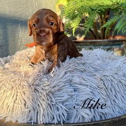Mike - Apricot female Australian Labradoodle puppy in Morgan Hill, California from Loving Labradoodles