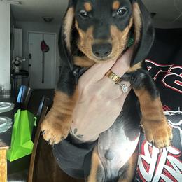 Snoop - Black and tan male Dachshund puppy in Brandon, Florida from Knights Dachshunds