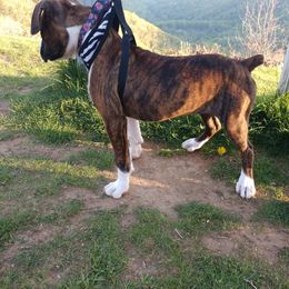 Boxer Puppies from Whynot Blue Ridge Mountain Boxer's