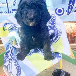 Goldendoodle Puppies from Lundee Doodles