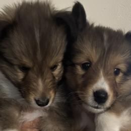 Shetland Sheepdog puppies from Canidae Shelties