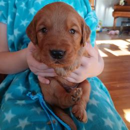 Blue - Dark golden male Golden Retriever puppy in Lanesboro, Minnesota from Eagle Ridge Golden Retrievers
