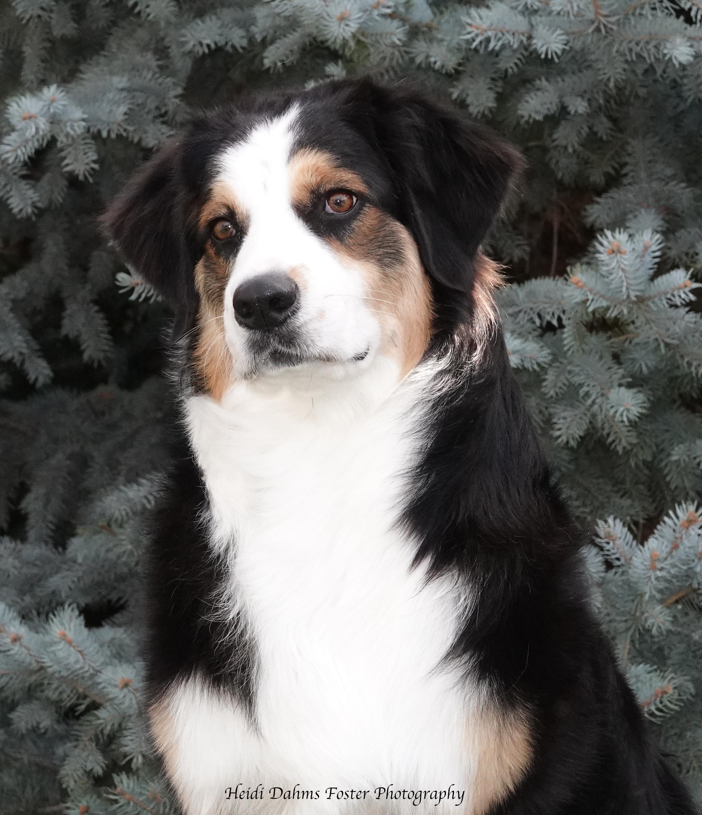 Duchess